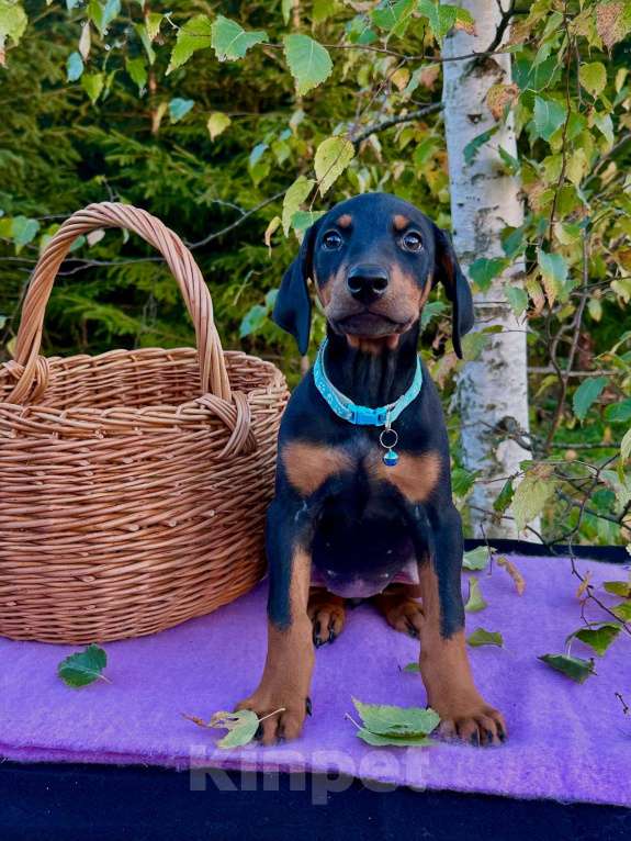 Собаки в Вологде: Купите счастье домой  Девочка, 40 000 руб. - фото 6