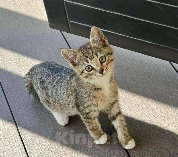 Кошки в других городах Московской области: Дачник Шурик хочет домой Мальчик, Бесплатно - фото 3