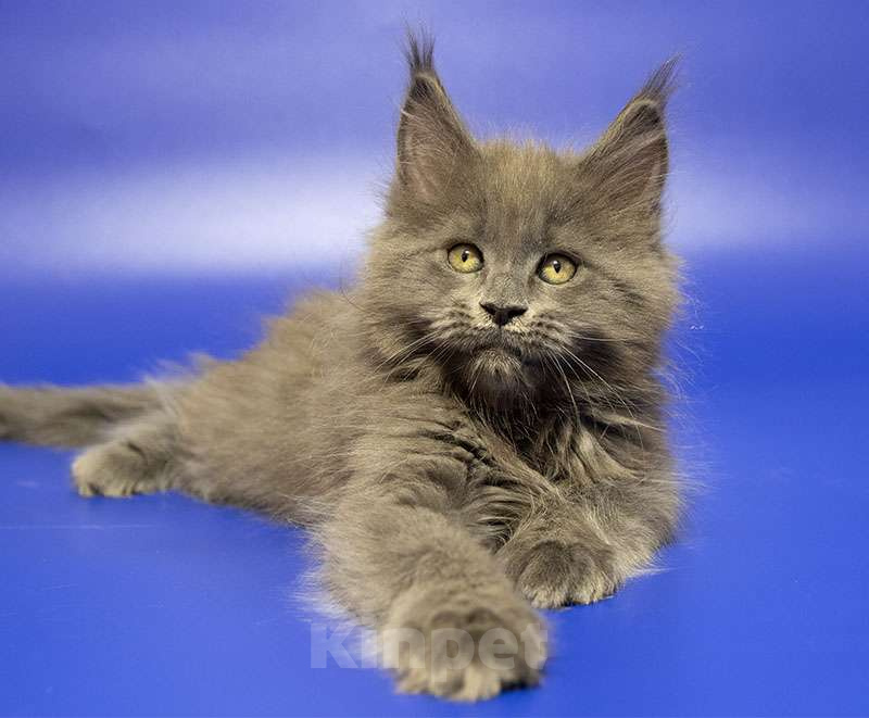 Кошки в Москве: Мейн кун котенок Мальчик, Бесплатно - фото 1