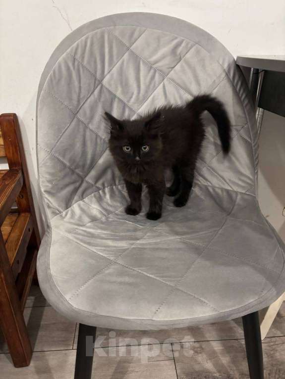 Кошки в Котласе: Продам кота Мальчик, 2 500 руб. - фото 1