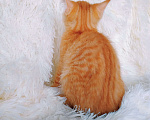 Кошки в Санкт-Петербурге: Рыжее солнышко ищет дом Девочка, 200 руб. - фото 5