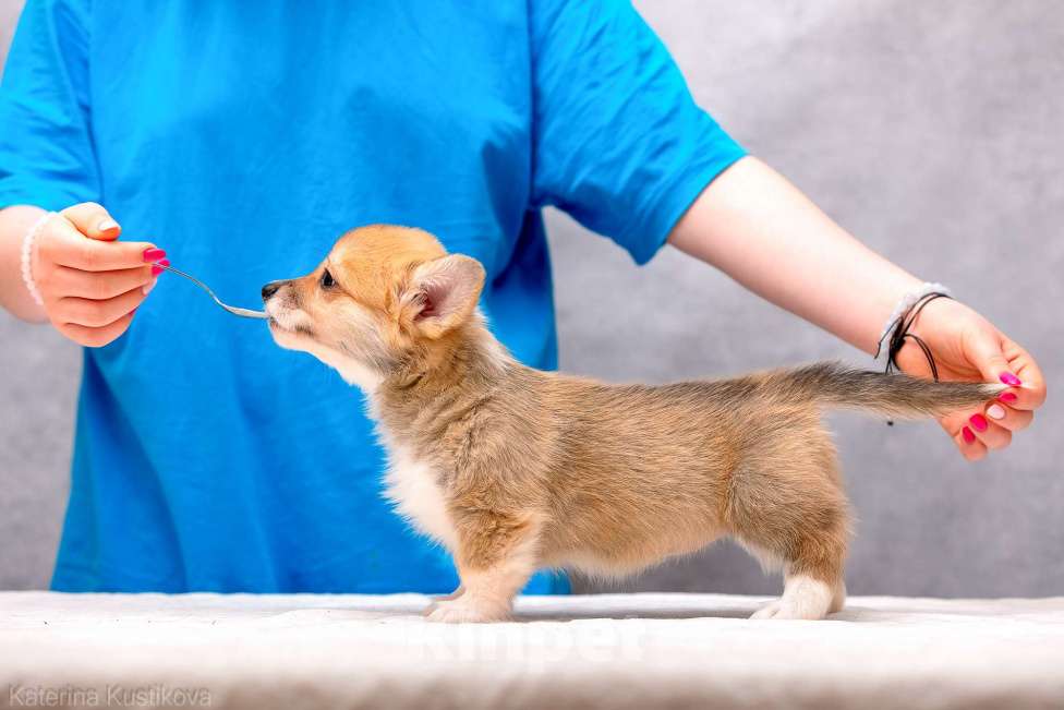 Собаки в Москве: Щенки вельш корги пемброк Девочка, 55 000 руб. - фото 7