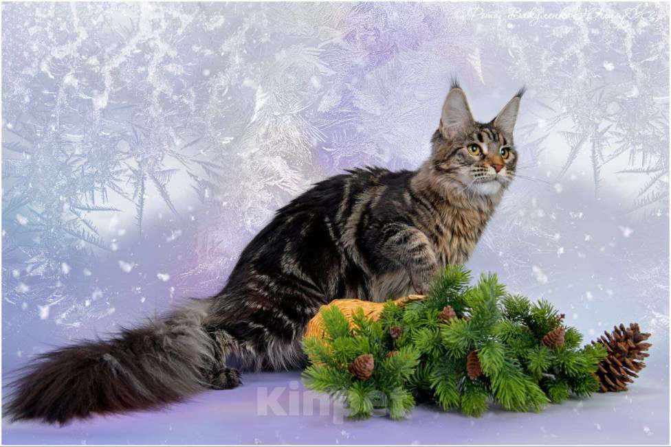 Кошки в Воронеже: Котята мейн-кун из питомника  Девочка, Бесплатно - фото 2