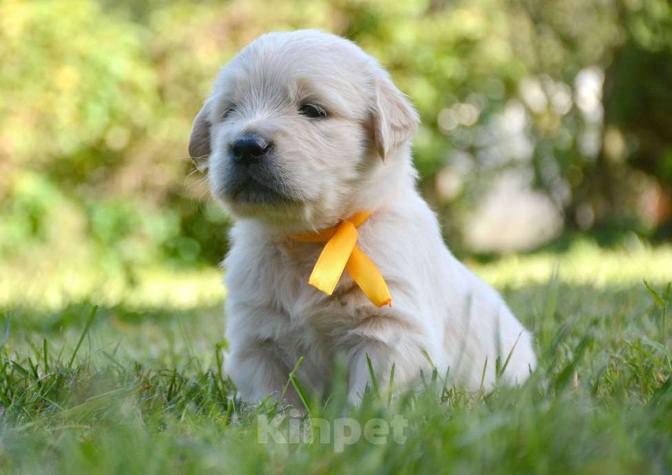 Собаки в Москве: Щенки золотистого ретривера. Мальчик, Бесплатно - фото 9