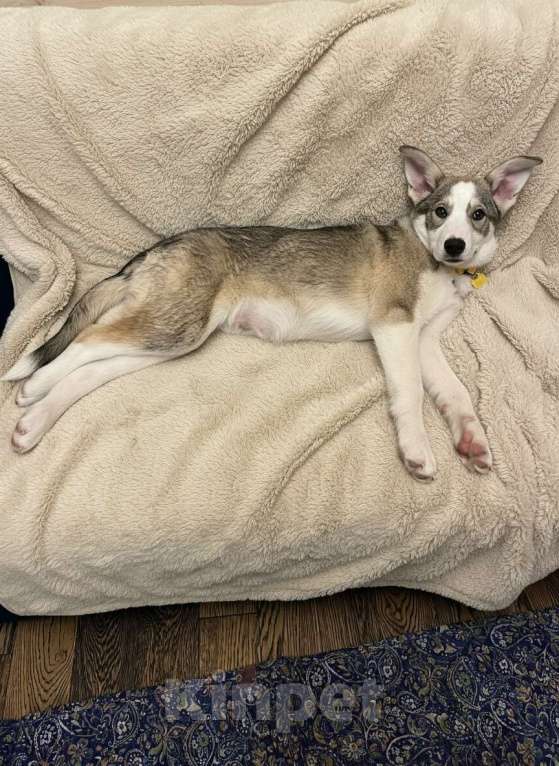 Собаки в Москве: Щенок метиса лайки ищет дом Девочка, Бесплатно - фото 3