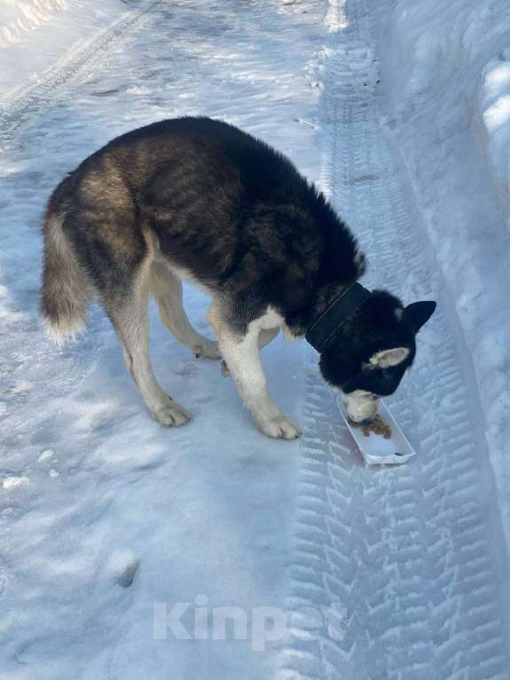 Собаки в других городах Московской области: Нашли собаку Мальчик, Бесплатно - фото 2