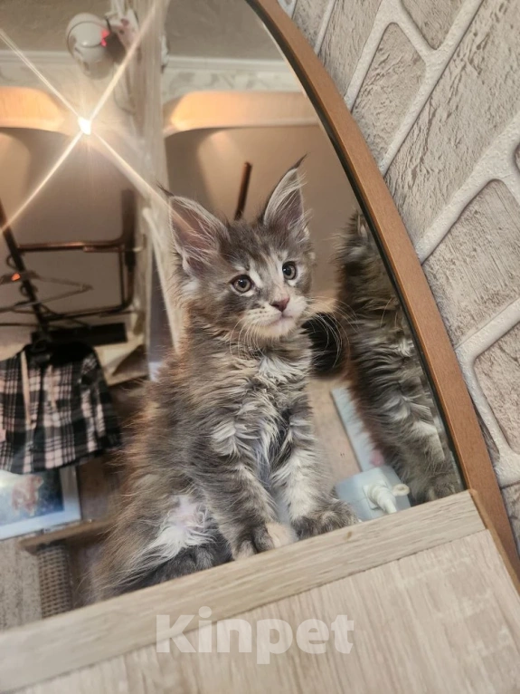 Кошки в Екатеринбурге: Продаются элитные котята Мейн-кун от домашних любимцев Девочка, 17 000 руб. - фото 2