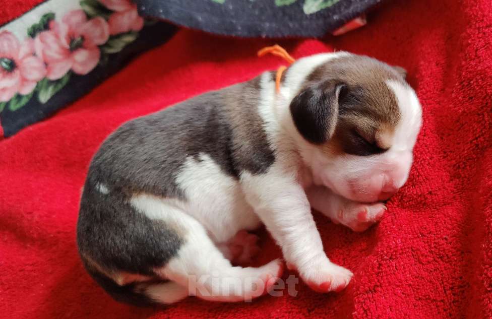 Собаки в Москве: Щенки бигля родились 01.03.2025. от клубных родителей с документами РКФОткрыто бронирование. Мальчик, 50 000 руб. - фото 10