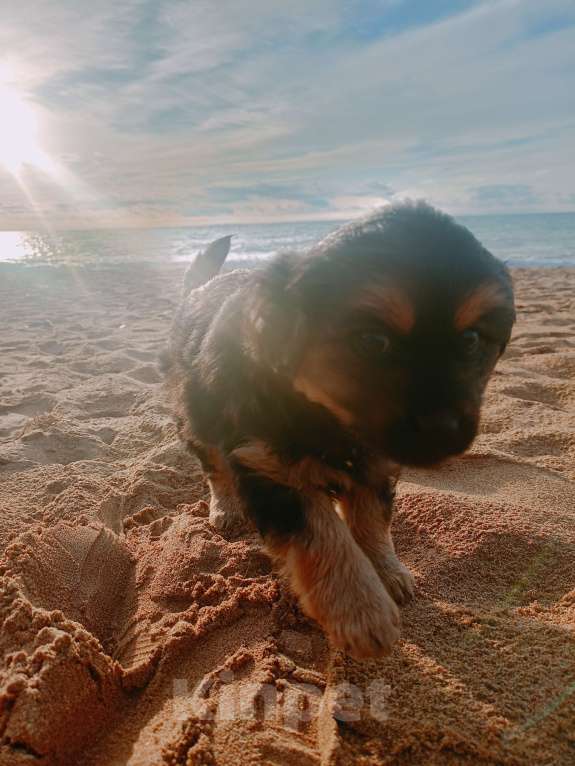 Собаки в Севастополе: В добрые ручки Девочка, Бесплатно - фото 6
