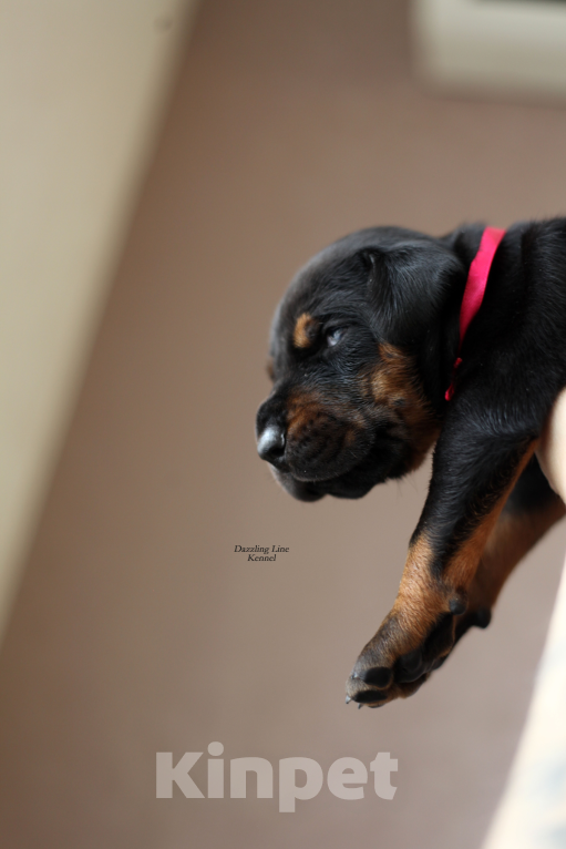 Собаки в Москве: Щенки добермана. Питомник РКФ Девочка, 120 000 руб. - фото 6