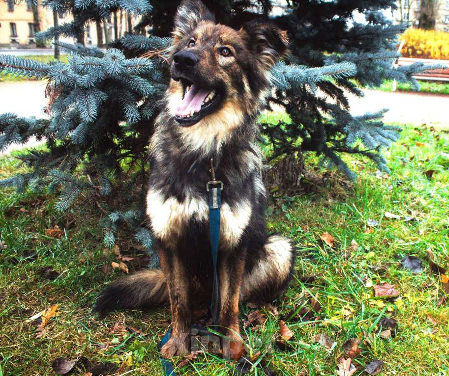 Собаки в Москве: Шторм Мальчик, Бесплатно - фото 1