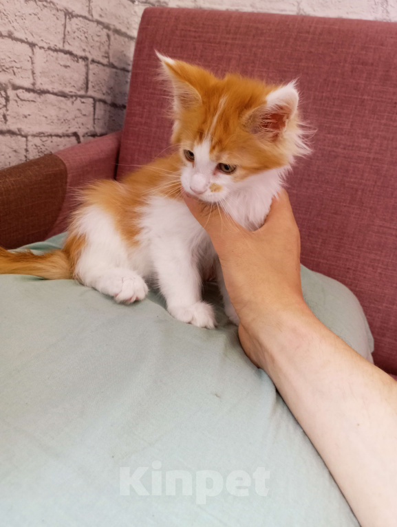 Кошки в Ижевске: Мейн кун Мальчик, 10 000 руб. - фото 3