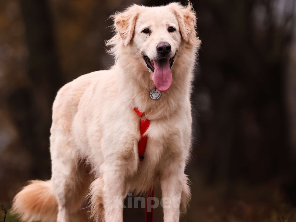 Собаки в Москве: Золотистый ретривер в добрые руки Девочка, Бесплатно - фото 3