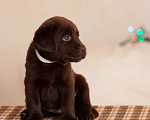 Собаки в Севастополе: Шоколадные лабрадоры Девочка, 45 000 руб. - фото 3