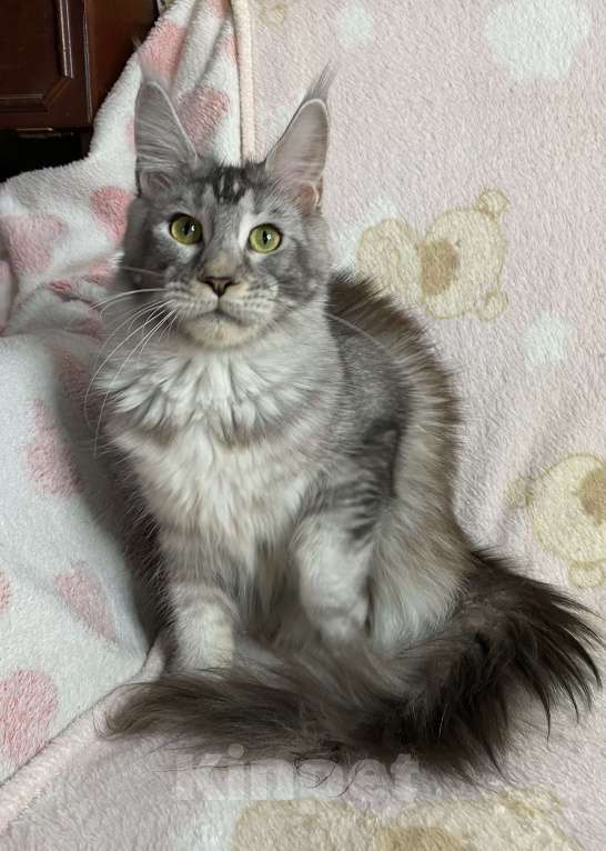Кошки в Дмитрове:  Черная серебристая мраморная девочка мейн кун Jay Девочка, 15 000 руб. - фото 4