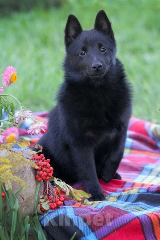 Собаки в других городах Московской области: замечательная девочка Девочка, 80 000 руб. - фото 5