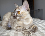 Кошки в Красноярске: Бурманская кошка Девочка, 25 000 руб. - фото 4