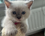 Кошки в Москве: Тайская девочка блю поинт с голубыми глазками  Девочка, Бесплатно - фото 1