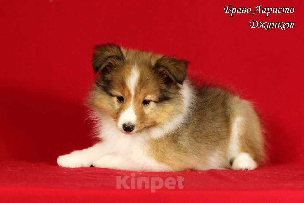 Собаки в Рязани: Щенки шелти Мальчик, 100 000 руб. - фото 4