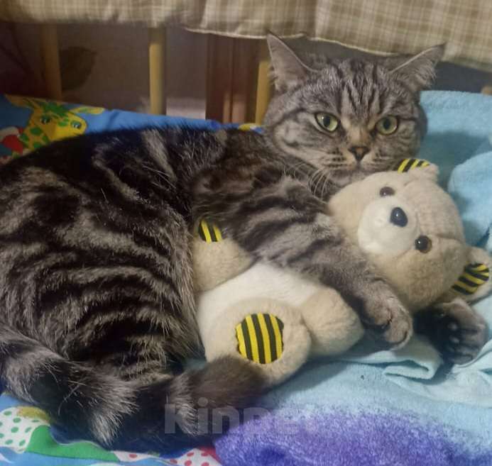 Кошки в Набережных Челнах: Потерялась кошка Девочка, 1 000 руб. - фото 2