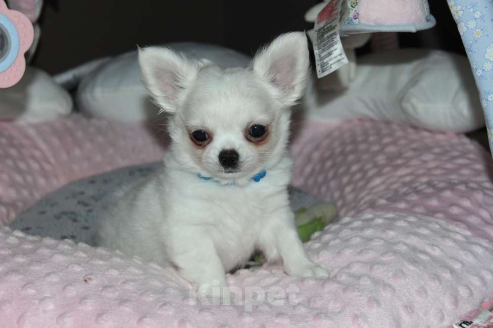 Собаки в Санкт-Петербурге: Классный белый мишка  Мальчик, 50 000 руб. - фото 1