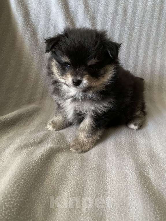 Собаки в Москве: Мальчик шпица  Мальчик, 30 000 руб. - фото 4