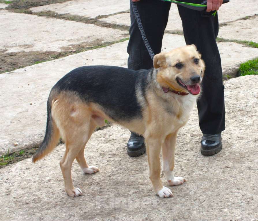 Собаки в Москве: Милый мальчишка Джонни очень хочет домой Мальчик, Бесплатно - фото 6