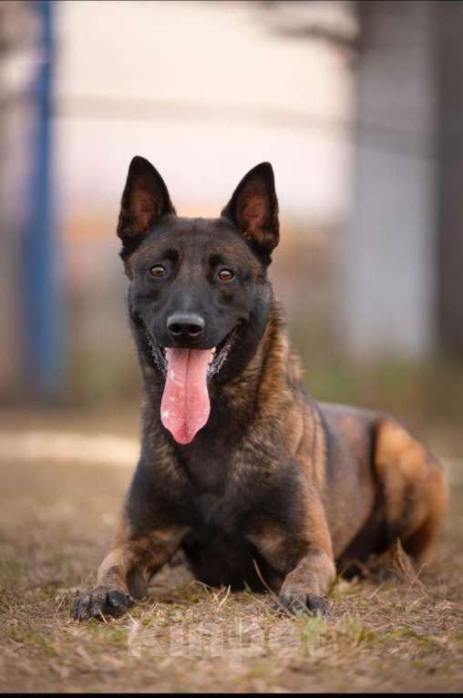 Собаки в Дедовске: Готовы к резерву щенки малинуа!!! Мальчик, 70 000 руб. - фото 6