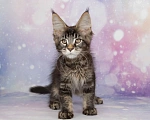 Кошки в Воронеже: Котята мейн-кун из питомника Мальчик, 50 000 руб. - фото 9