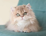 Кошки в Владивостоке: Длинношерстный котенок драгоценного окраса Мальчик, 80 000 руб. - фото 3