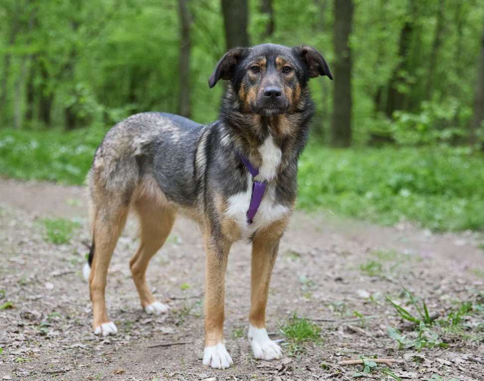 Собаки в Москве: Ханни в поисках дома Девочка, Бесплатно - фото 2
