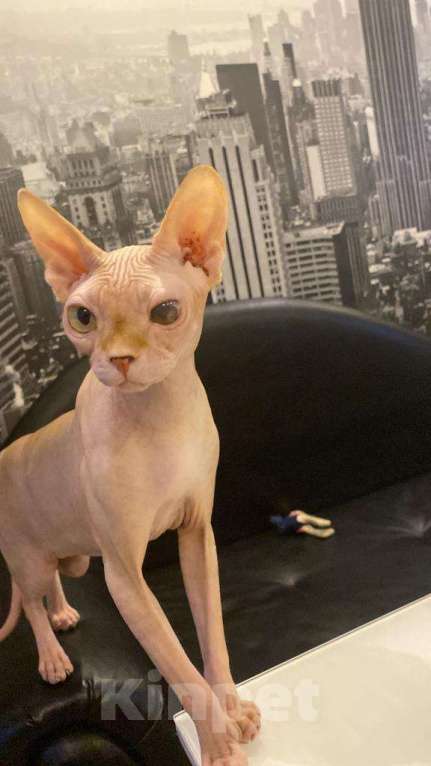 Кошки в Мытищах:  красотка в добрые руки Девочка, 1 руб. - фото 5