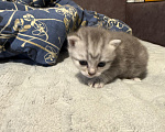 Кошки в Екатеринбурге: Шотландский вислоухий котенок Мальчик, 15 000 руб. - фото 5