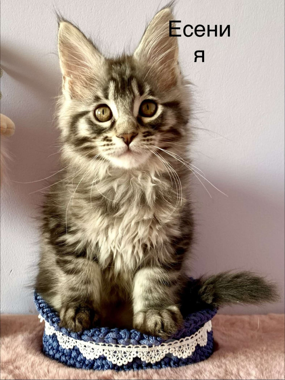 Кошки в Санкт-Петербурге: Котенок Мейн Кун девочка  Девочка, 45 000 руб. - фото 3