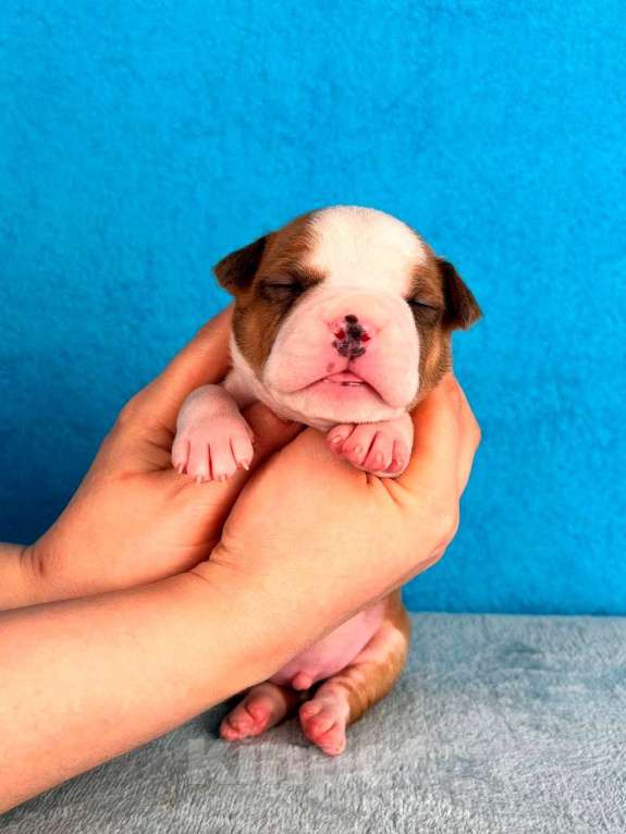 Собаки в Москве: Шикарный парень амстаффа Мальчик, 90 000 руб. - фото 5