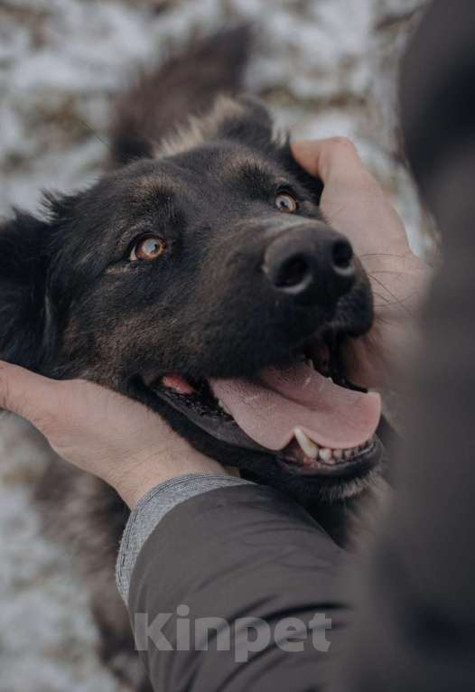 Собаки в Домодедово: В добрые руки Мальчик, Бесплатно - фото 3