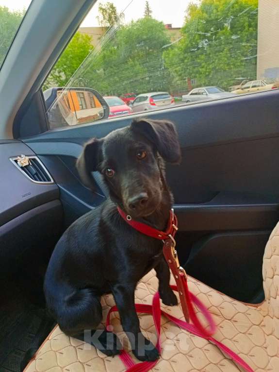 Собаки в Тюмени: Отдаю собаку, девочку, 8 мес в добрые руки Девочка, Бесплатно - фото 1