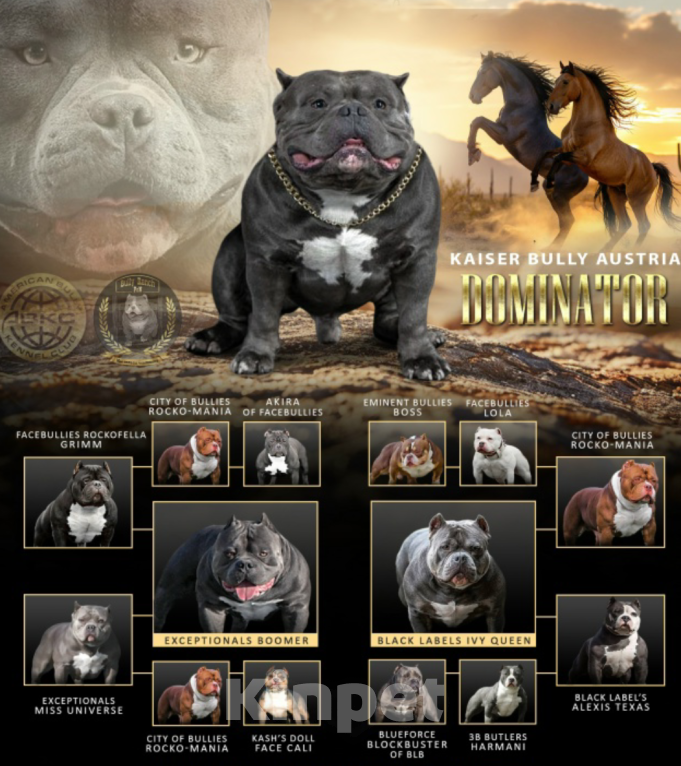 Собаки в других городах Московской области: Мальчик булли голубой Мальчик, 160 000 руб. - фото 4