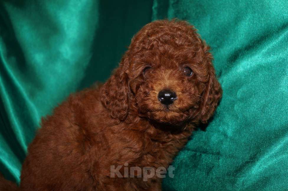 Собаки в Москве: Пудель-щенок деволчка Девочка, 80 000 руб. - фото 4