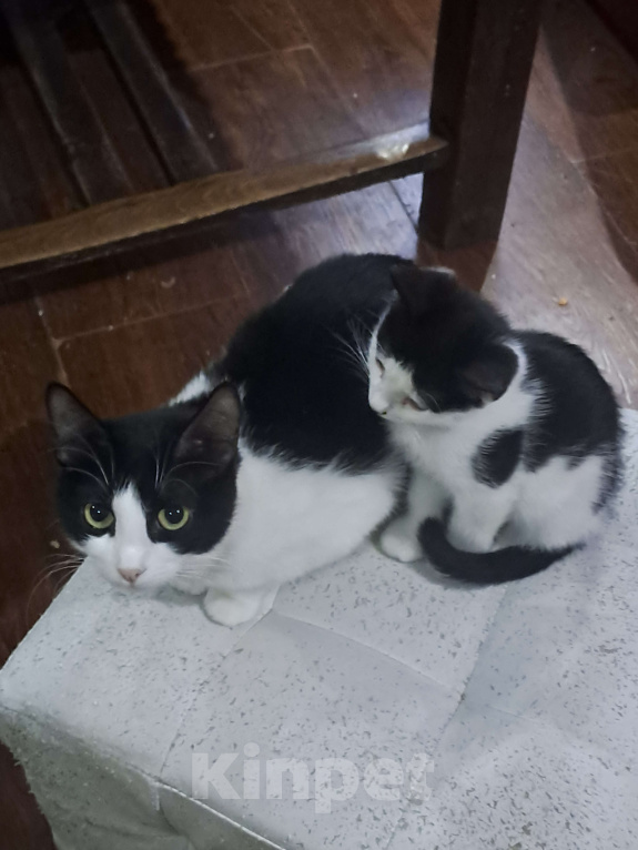 Кошки в Москве: Д'Артаньян Мальчик, Бесплатно - фото 3