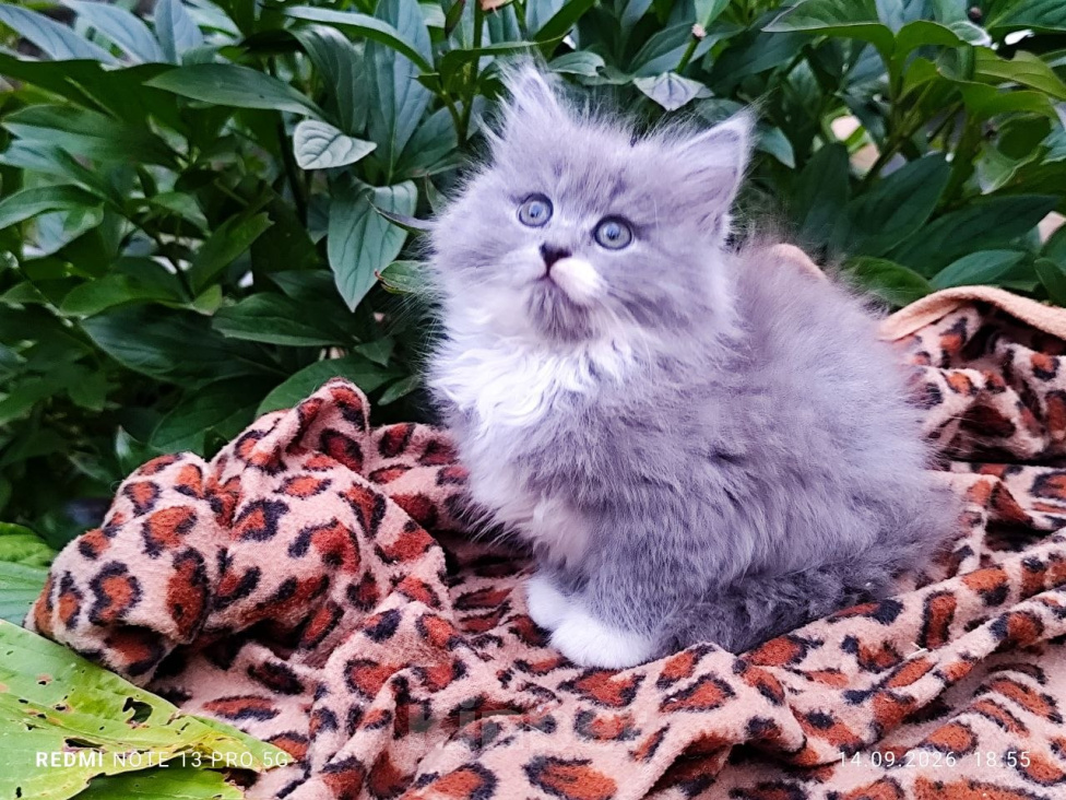 Кошки в Москве: Кошечка Лизонька  2 мес, от домашней сибирской кошки. Гарантированное здоровье и отличная порода. Девочка, 7 000 руб. - фото 3