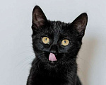 Кошки в Москве: Милые чёрные котята в добрые руки Мальчик, 1 руб. - фото 6