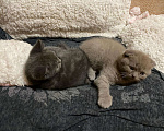 Кошки в Малмыже: Продаются Шотландские котята, 7 000 руб. - фото 4