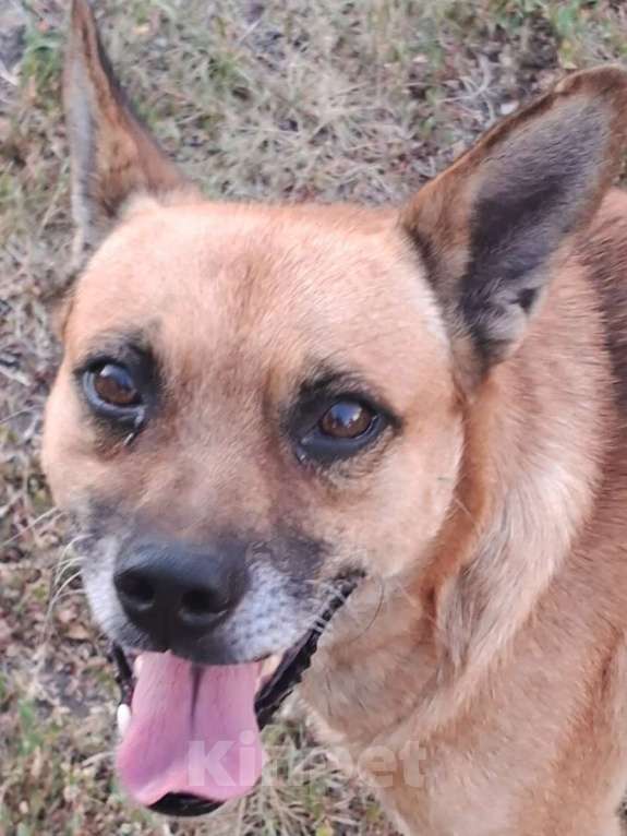 Собаки в Саратове: Пёс ищет дом Мальчик, Бесплатно - фото 3