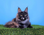 Кошки в Курчатове: Котенок Мейн-кун девочка Девочка, 30 000 руб. - фото 1