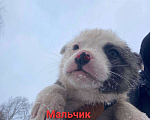 Собаки в Подольске: Щенки 1,5-2 месяца в добрые руки Мальчик, Бесплатно - фото 1