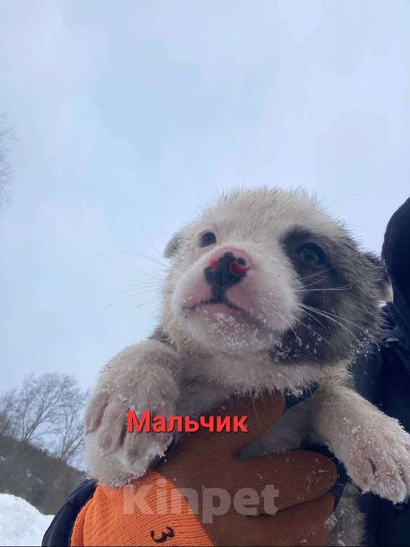 Собаки в Подольске: Щенки 1,5-2 месяца в добрые руки Мальчик, Бесплатно - фото 1