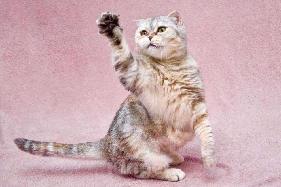 Кошки в Москве: Уютная плюшевая кошечка Эмма в добрые руки Девочка, Бесплатно - фото 7