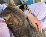 Кошки в Могоче: Кошечка в добрые руки Девочка, Бесплатно - фото 4