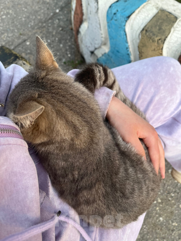 Кошки в Могоче: Кошечка в добрые руки Девочка, Бесплатно - фото 4